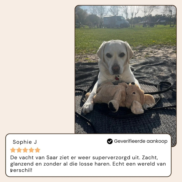 BuddyNest SteamBrush - Professionele Vachtverzorgings Borstel voor Huisdieren