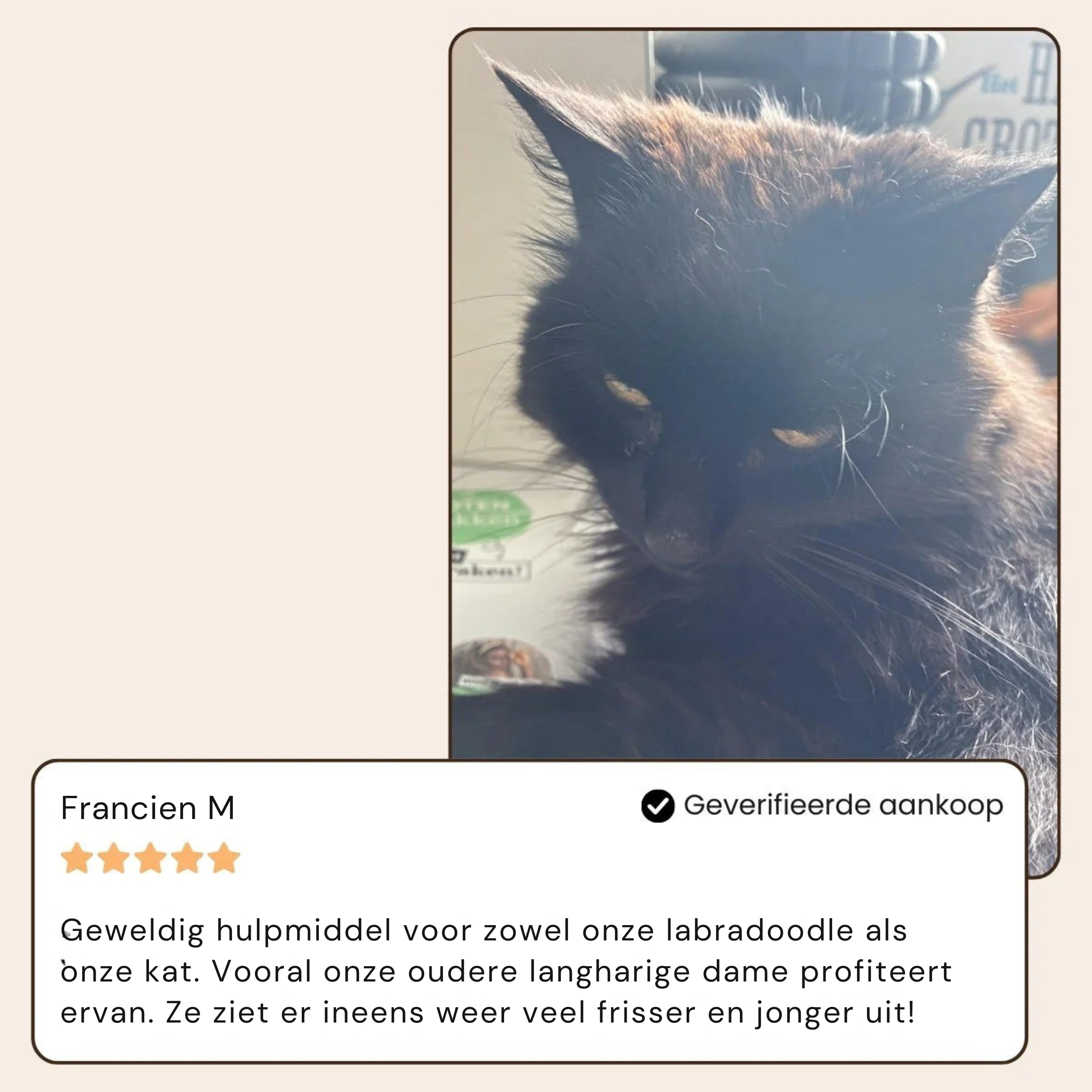 BuddyNest SteamBrush - Professionele Vachtverzorgings Borstel voor Huisdieren