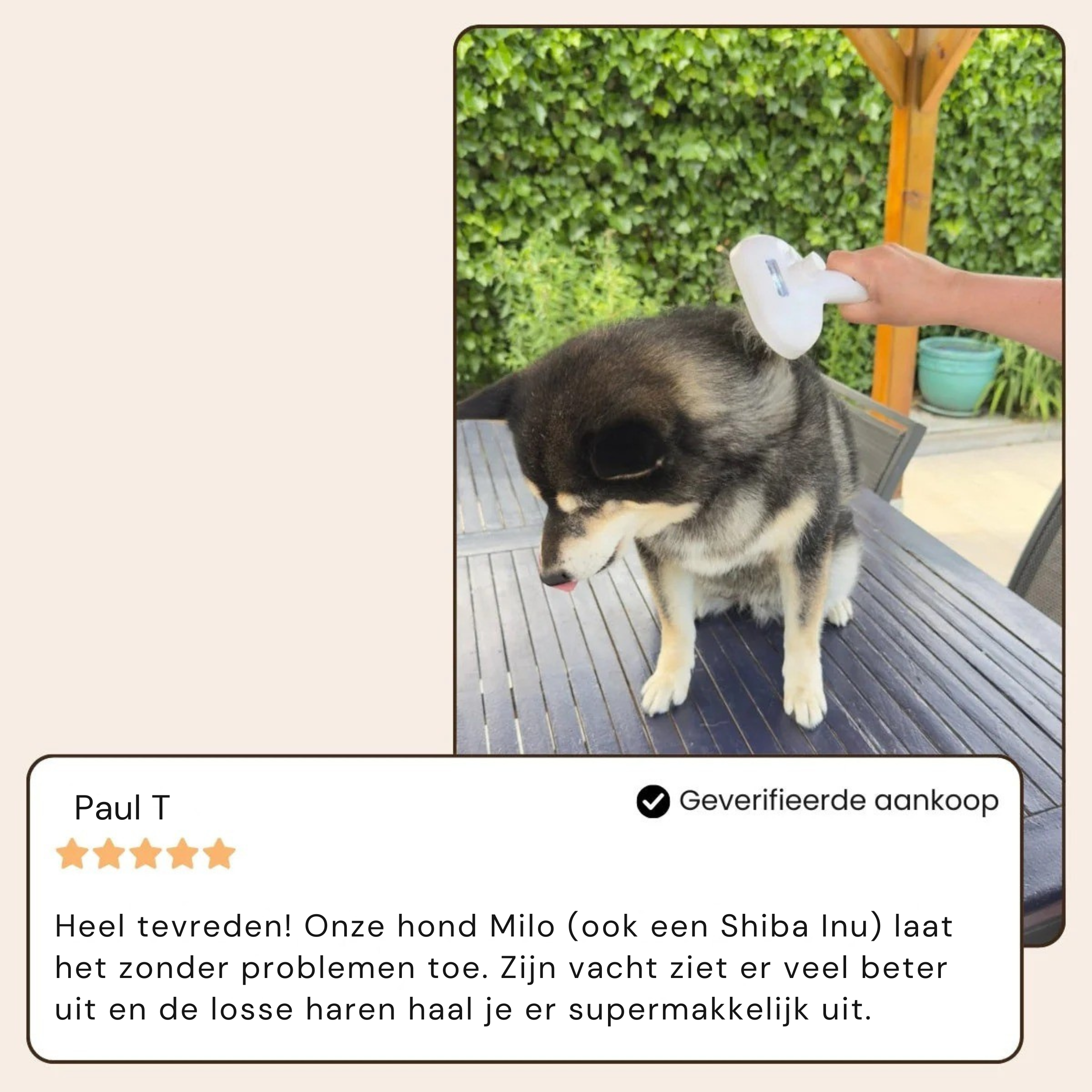 BuddyNest SteamBrush - Professionele Vachtverzorgings Borstel voor Huisdieren